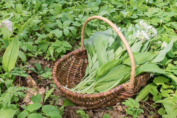 Wild Garlic, Nettles and Dandelions: wild green foods you can get for free in Spring!