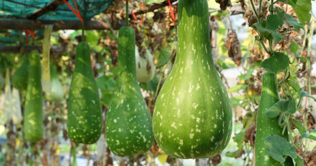 食材達人專欄🎓 夏天就想吃蒲瓜！4 個挑選與保存撇步，6 種美味烹調手法及精選食譜，關於蒲瓜看這篇就夠！