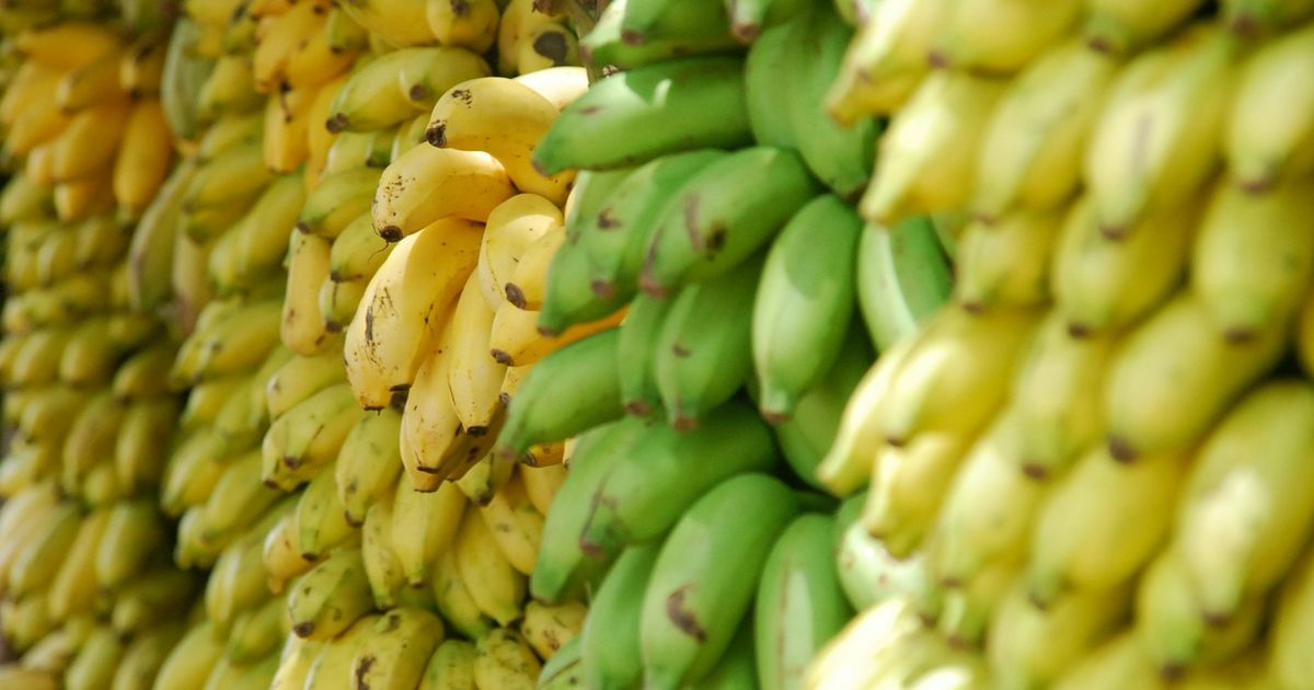 Plátano: el fruto de muchos nombres