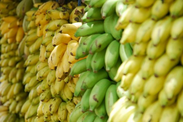 Plátano: el fruto de muchos nombres