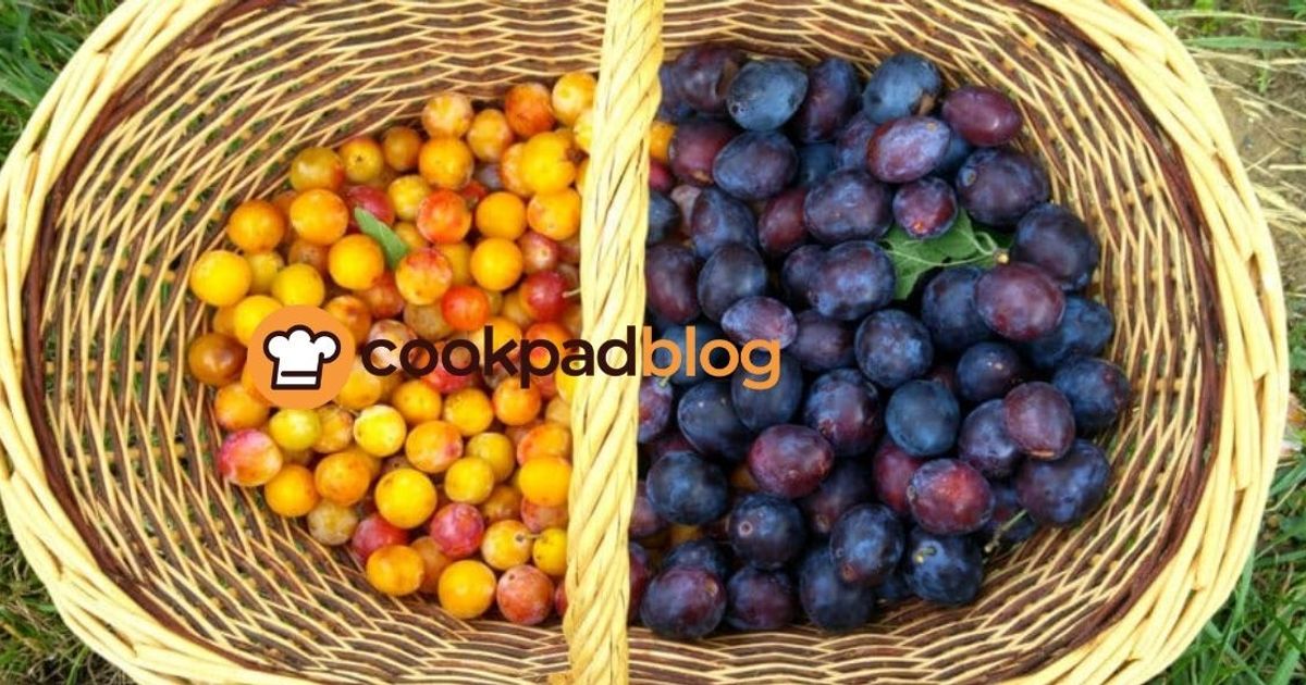 Mirabelle ou quetsche : comment différencier ces deux prunes et laquelle choisir ?