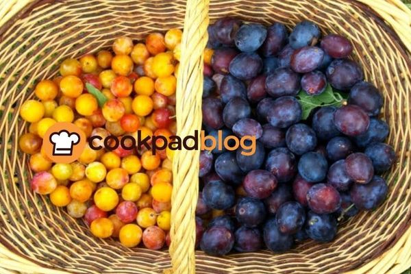 Mirabelle ou quetsche : comment différencier ces deux prunes et laquelle choisir ?