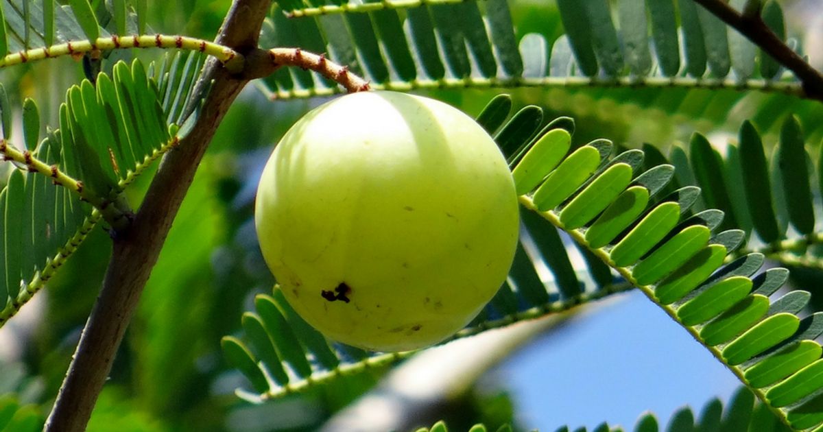 10 Amazing Amla/ Gooseberry Recipes!