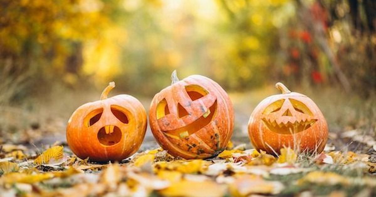 Can You Eat Carving Pumpkins? What to Save Before You Carve