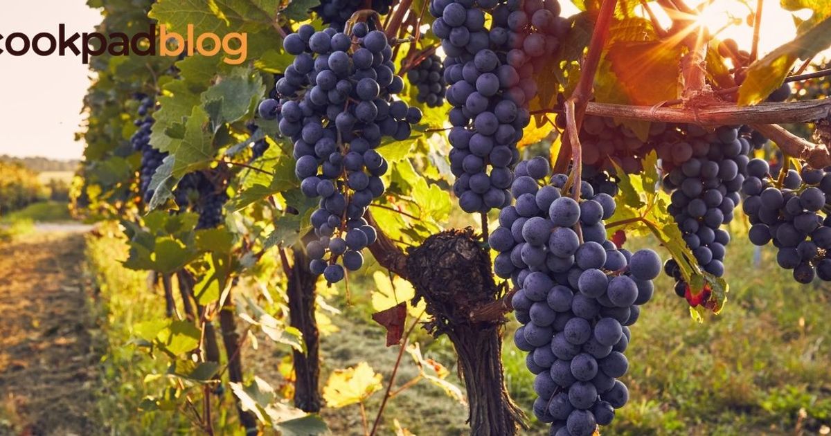 Raisin : saison, bienfaits et recettes gourmandes