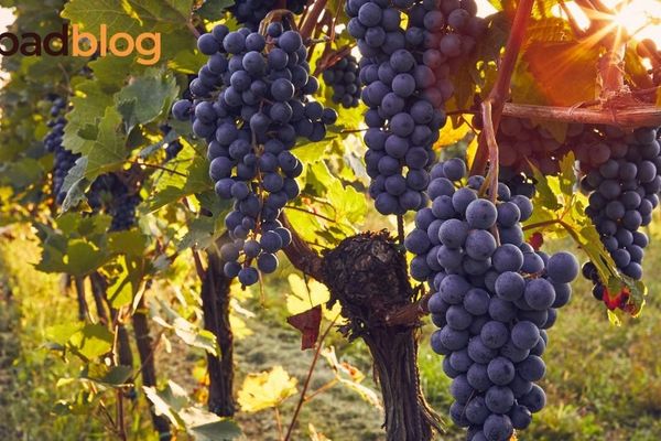 Raisin : saison, bienfaits et recettes gourmandes