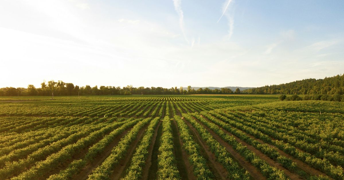 Agriculture régénérative : la prochaine tendance de la vente au détail de produits alimentaires