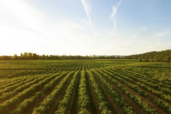 Agriculture régénérative : la prochaine tendance de la vente au détail de produits alimentaires