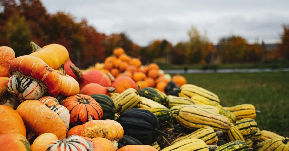 📝Menus de septembre : 7 idées gourmandes et de saison pour la rentrée
