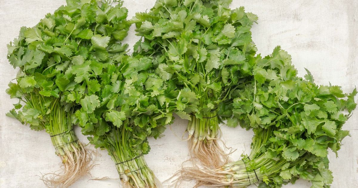 香菜控注意！香菜營養功效、保存方式、如何種植全公開（附上10道精選食譜）