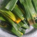 Cooksnap dari trisya untuk resep Otak otak bakar ikan tenggiri