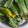 Cooksnap dari trisya untuk resep Otak otak bakar ikan tenggiri