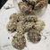 Cooksnap dari Dea untuk resep Snow almond cookies (Highly Recommended) enakkkk