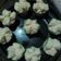 Cooksnap dari Aina Fathiyyaturahma untuk resep Bolu kukus mekar