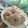 Cooksnap dari Dyah Laras Pramesthi untuk resep Donat kentang crunchy