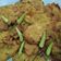 Cooksnap dari Izza_Fairuz untuk resep Tempe Kemul/Tempe Goreng/Mendoan/Gorengan Wonosobo by Kenyangan