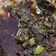 Cooksnap dari KisahRoti untuk resep Sambal Cumi Asin Pete
