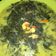Cooksnap dari Mommy Xego untuk resep Daun Singkong Kuah Santan