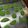 Cooksnap dari Kennisya Natalia untuk resep Pandan mix Cookies