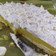 El cooksnap de Ya Pereyra cuando hizo Lemon pie.