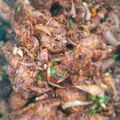 Nafisatu Salisu 's cooksnap of when they made Peppered chicken.