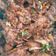 Nafisatu Salisu 's cooksnap of when they made Peppered chicken.