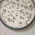 El cooksnap de Maria Marta Mazza cuando hizo Vitel toné clásico.