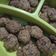 Cooksnap dari Rahma untuk resep Choco oat cookies 3 bahan untuk Diet