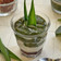 Cooksnap dari Kristina Heryawati untuk resep Cingcau daun Perdu