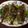 Hobby Horseman's cooksnap of when they made Whole tilapia in herbs and garlic.