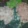 Cooksnap dari Rantyahilaul untuk resep Pacar Cina Home Made