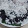 Cooksnap dari Pawon'e Mas Paijo untuk resep Urap Ketan Hitam (ketan hitam tabur kelapa parut)