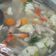 Cooksnap dari Winda Sahara untuk resep Sayur sop bening ayam