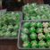 Cooksnap dari Berliani Lante untuk resep Bolu kukus mekar anti gagal dengan takaran sendok (pakai sprite dan mixer) tanpa santan