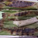 Cooksnap dari Erlingda Aling untuk resep Otak-otak Bakar