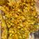 Cooksnap dari Flora Rikin untuk resep Perkedel jagung crispy