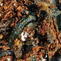 Cooksnap dari Desy Komalasari untuk resep Belut Goreng Ketumbar
