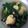 Cooksnap dari alwaysvita untuk resep Tumis Baby Kailan
