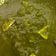 Abhilasha Akhouri का कुकस्नैप जब उन्होंने पालक पनीर (palak paneer recipe in Hindi) बनाया था।