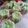Cooksnap dari Pawon A-sig untuk resep Nagasari Pisang Pandan