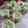 Cooksnap dari Pawon A-sig untuk resep Nagasari Pisang Pandan