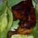 Cooksnap dari Ayie_Neema untuk resep 173. Ayam bakar Kecap Teflon