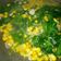 Cooksnap dari Selvira D Ashari untuk resep Sayur bayam bening + jagung