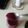 El cooksnap de Mili Acevedo cuando hizo Mermelada Keto de frutos rojos 🍓🍒🍇.