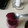 El cooksnap de Mili Acevedo cuando hizo Mermelada Keto de frutos rojos 🍓🍒🍇.