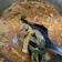 Cooksnap dari Ricca Rosalina untuk resep Tongseng Iga Sapi