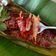 Cooksnap dari Yoleen Wang untuk resep 347.Pelasan Tongkol khas Banyuwangi