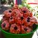 Cooksnap dari Jinan Ulya untuk resep Kue semprit