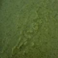 El cooksnap de Rafricana cuando hizo Crema de brócoli verde.