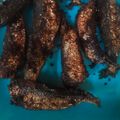 JAMRIN's cooksnap of when they made மத்தி மீன் ஃப்ரை(fish fry recipe in tamil).